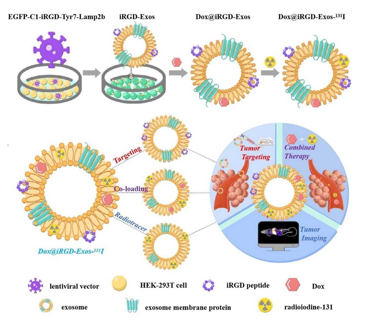 Figure 3. Engineered exosome-targeted delivery platform.